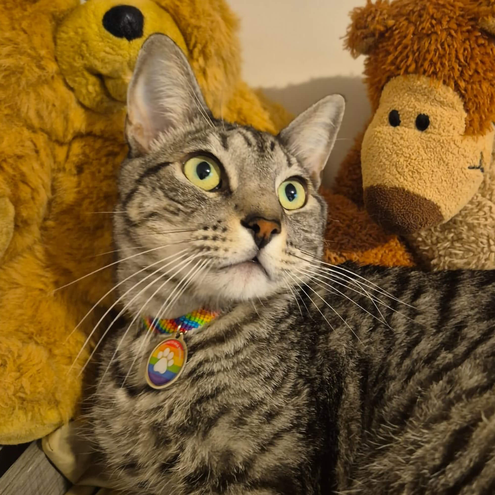 placa qr y nfc metálica para mascotas