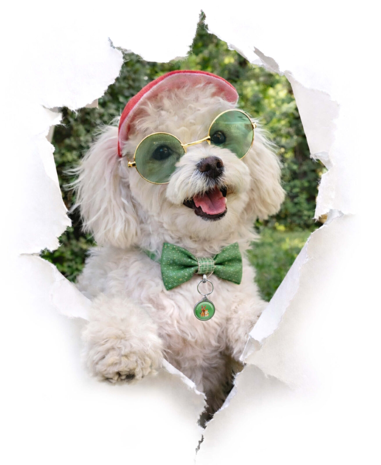 historia quienes somos safapet martin inspiracion marca mascotas