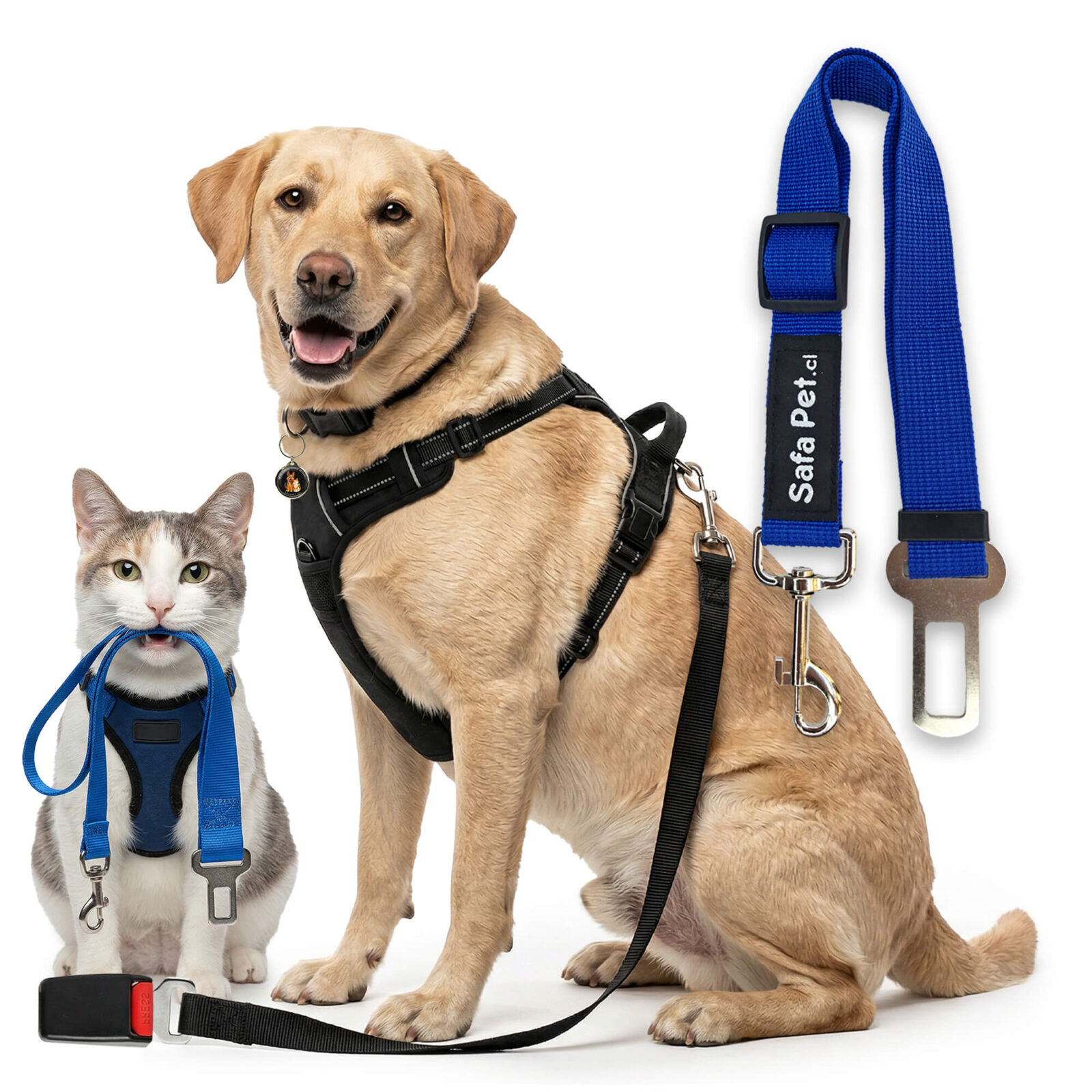 img gato perro cinturon de seguridad