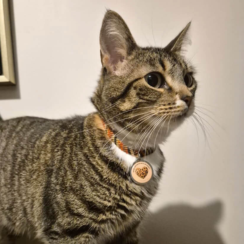 placa qr y nfc metálica para mascotas