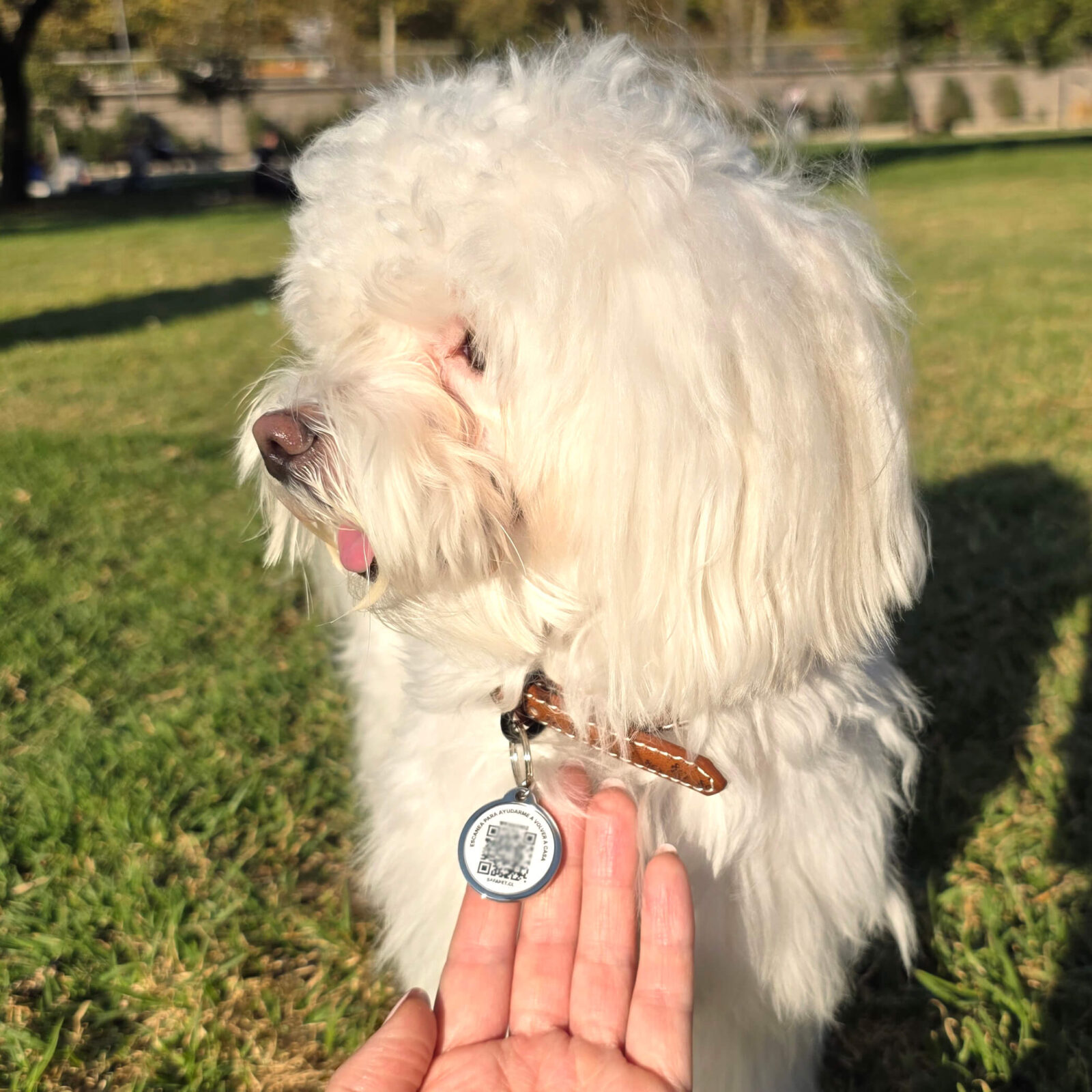 img referencia placas qr mascotas chile safapet 2